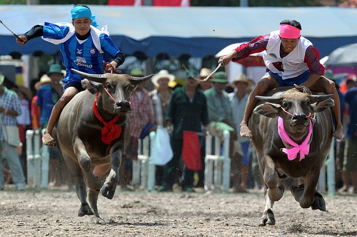 Тайские фермеры едут на буйволах во время фестиваля в провинции Чонбури, Таиланд