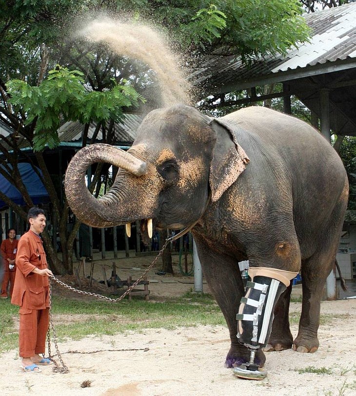 Бионический слон