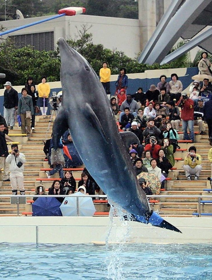 Бионический дельфин