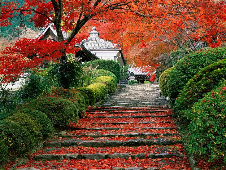 Красоты Арасиямы. Япония