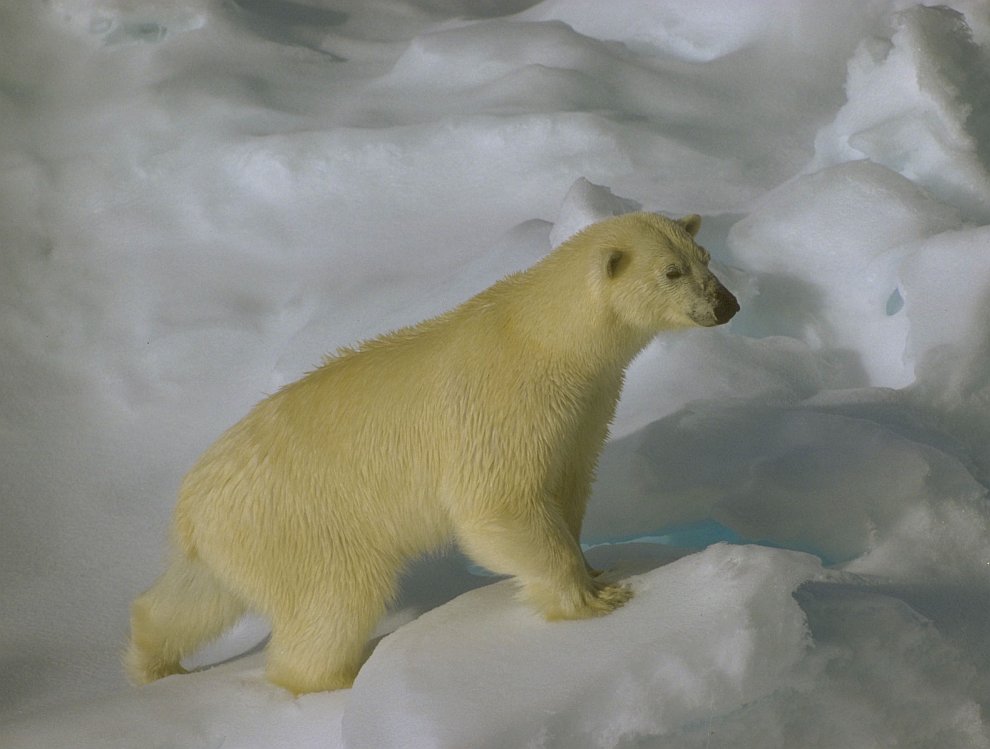 Белый медведь недалеко от архипелага Шпицберген