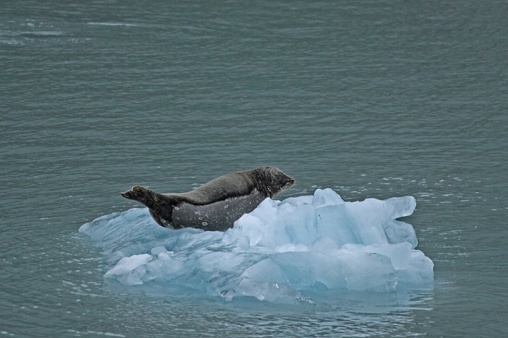 Тюлень на айсберге на Аляске