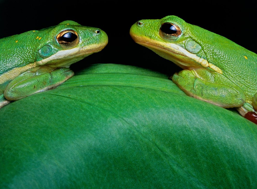 Две зеленые древесные лягушки