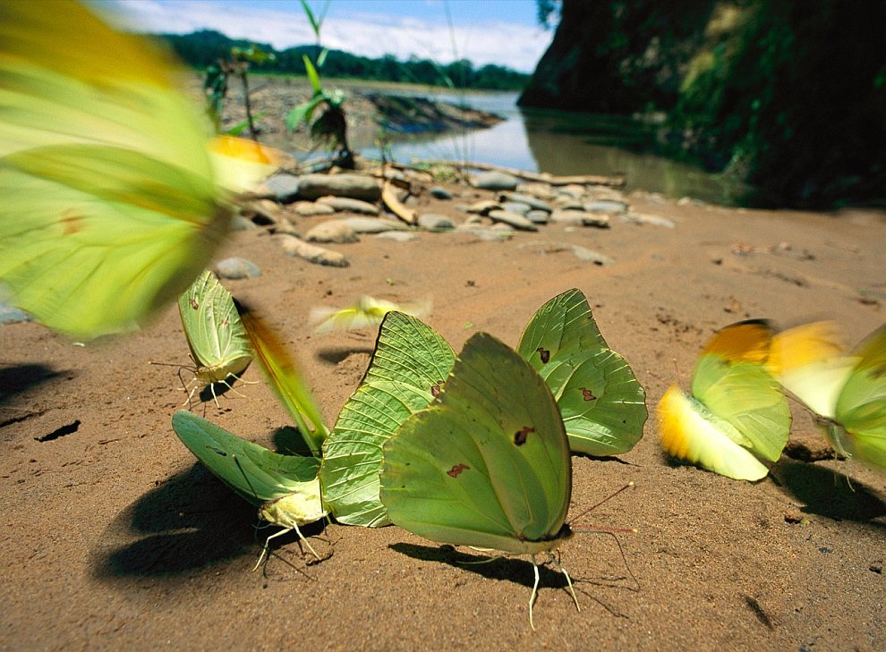 Бабочки на берегу