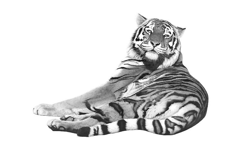 Сибирская тигрица
