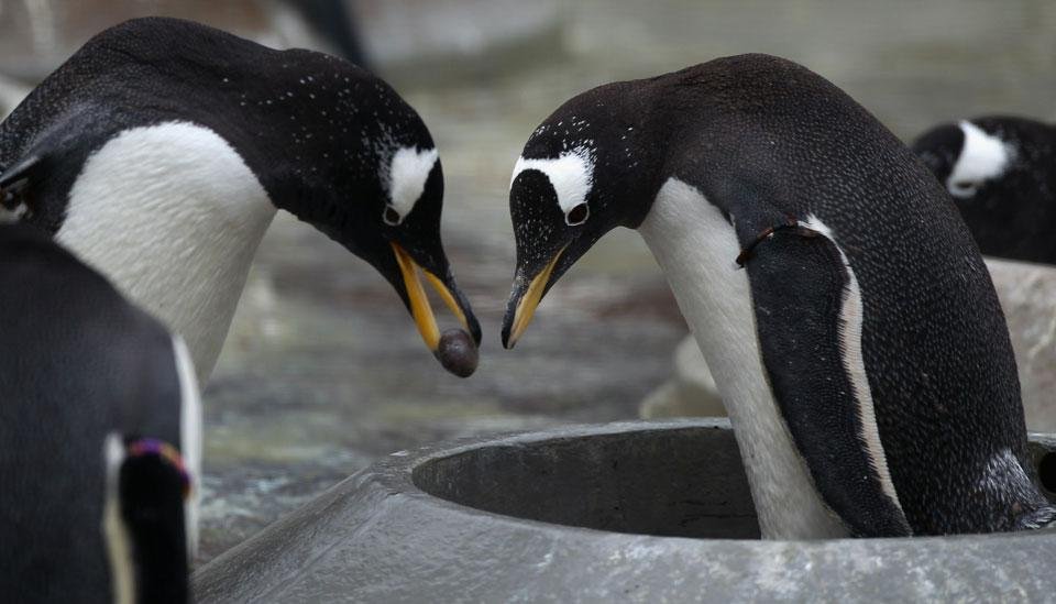 В шотландском зоопарке в городе Эдинбург у пингвинов начался брачный период