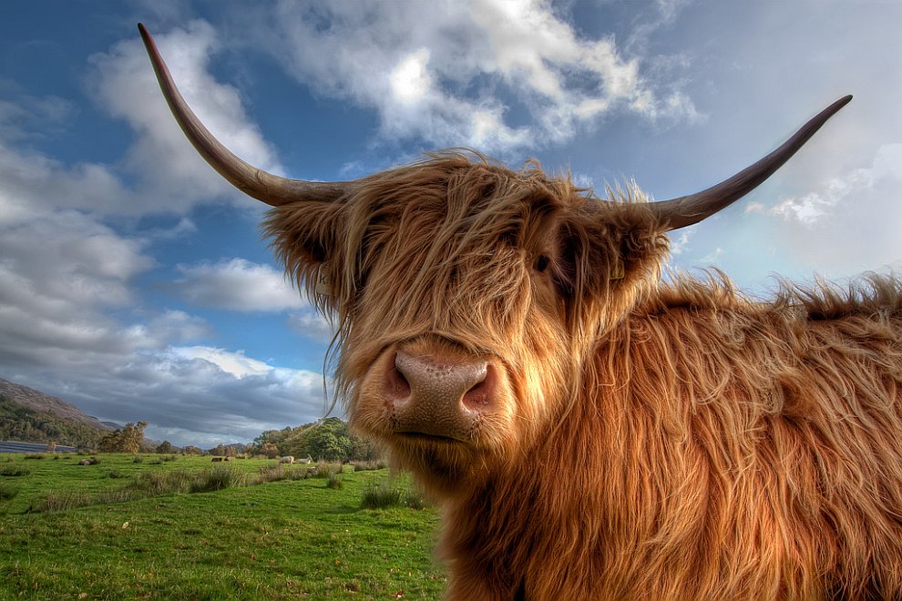 Корова из Исландии