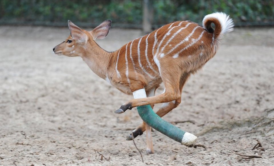 Антилопа по имени Говард из зоопарка Ганновера сломал ногу во время прыжка