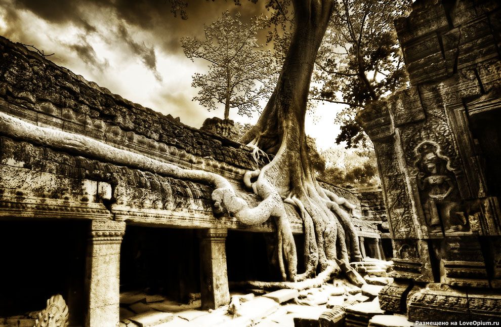 Камбоджийский храм Та Пром (Ta Prohm) и гигантские деревья