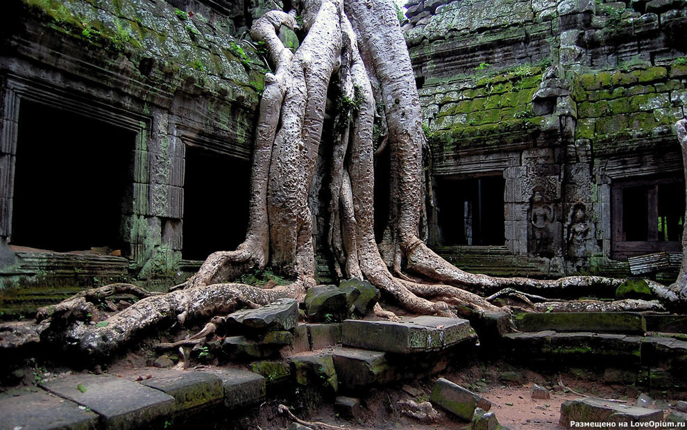 Камбоджийский храм Та Пром (Ta Prohm) и гигантские деревья