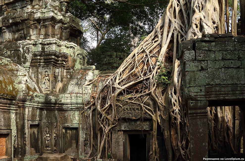 Камбоджийский храм Та Пром (Ta Prohm) и гигантские деревья