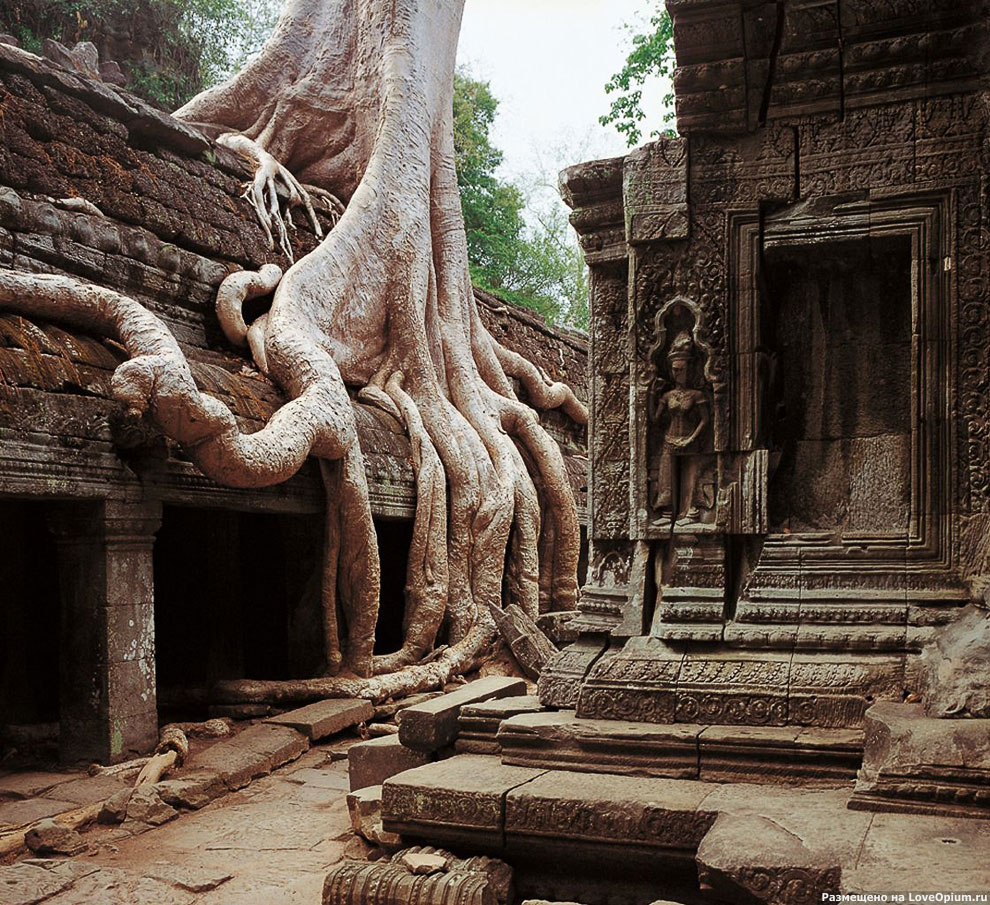 Камбоджийский храм Та Пром (Ta Prohm) и гигантские деревья