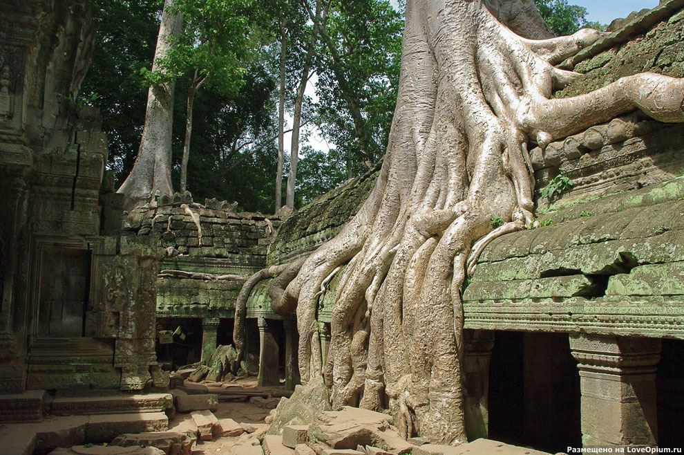 Камбоджийский храм Та Пром (Ta Prohm) и гигантские деревья