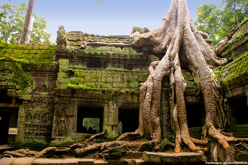 Камбоджийский храм Та Пром (Ta Prohm) и гигантские деревья