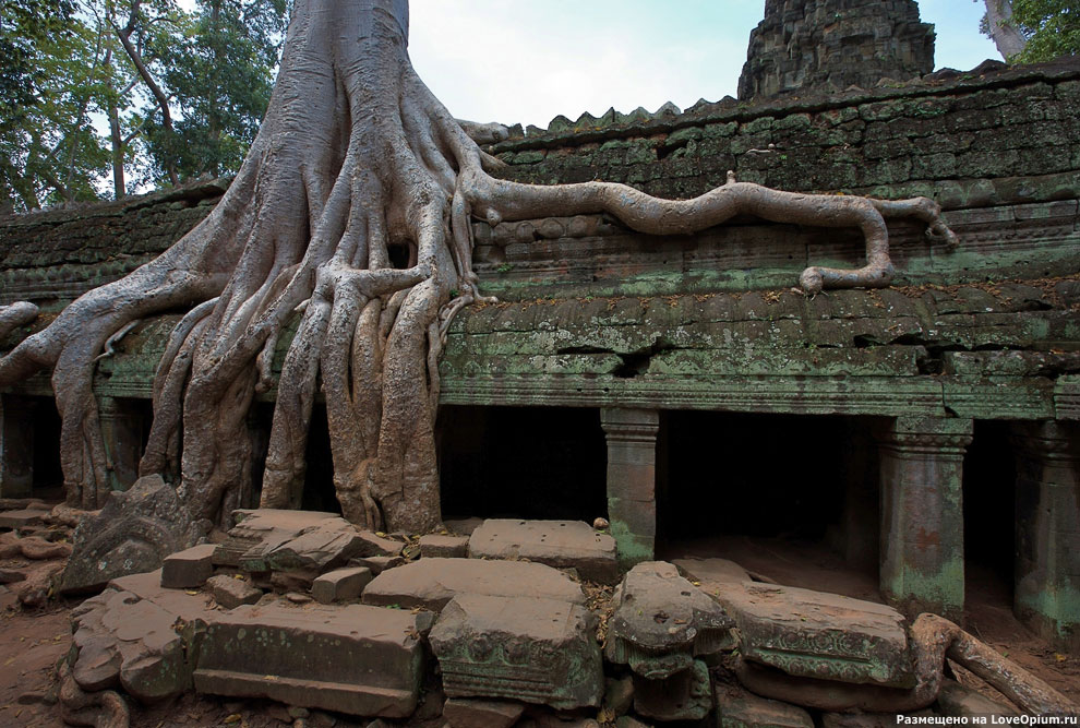 Камбоджийский храм Та Пром (Ta Prohm) и гигантские деревья