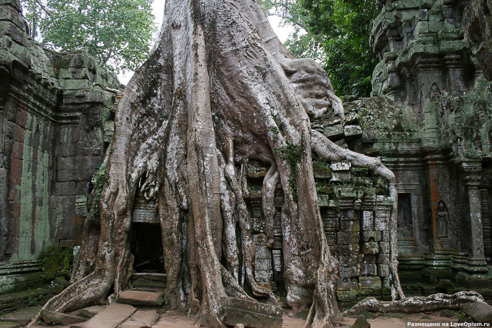 Камбоджийский храм Та Пром (Ta Prohm) и гигантские деревья