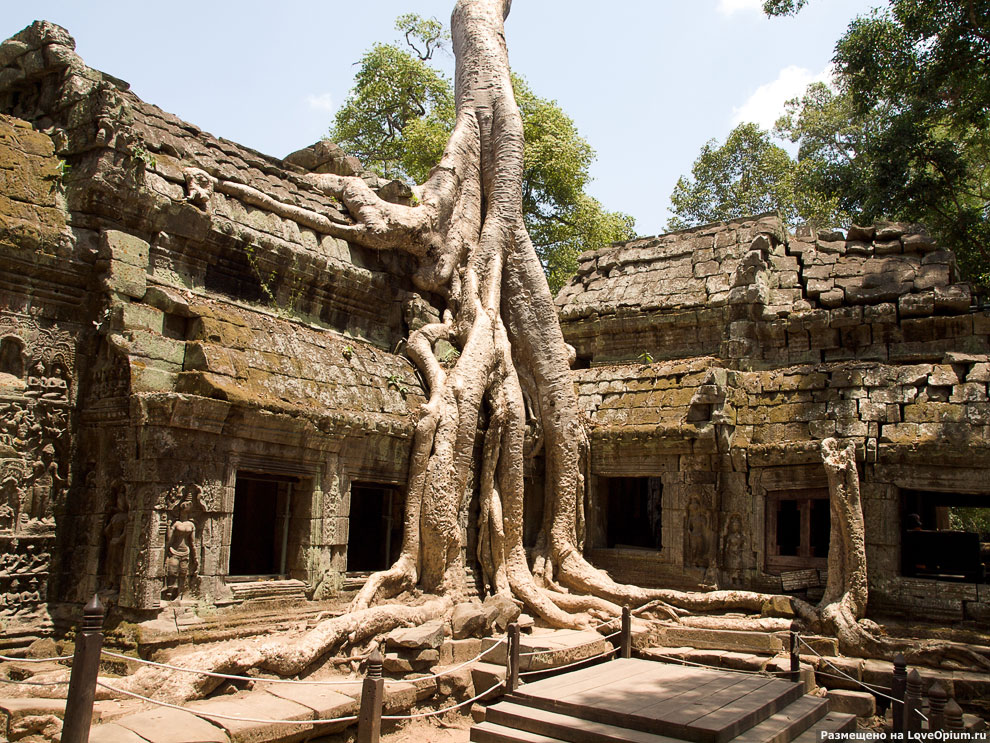 Камбоджийский храм Та Пром (Ta Prohm) и гигантские деревья