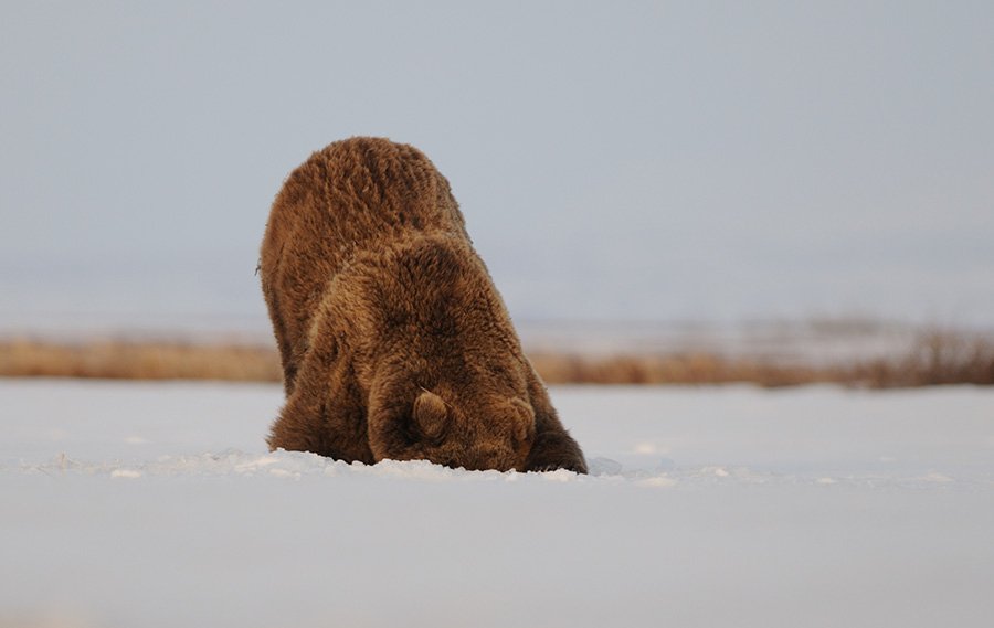 Камчатские медведи: пробуждение