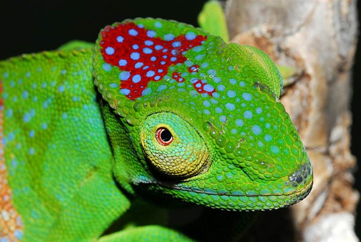 Чудеса Мадагаскара: новые виды животных