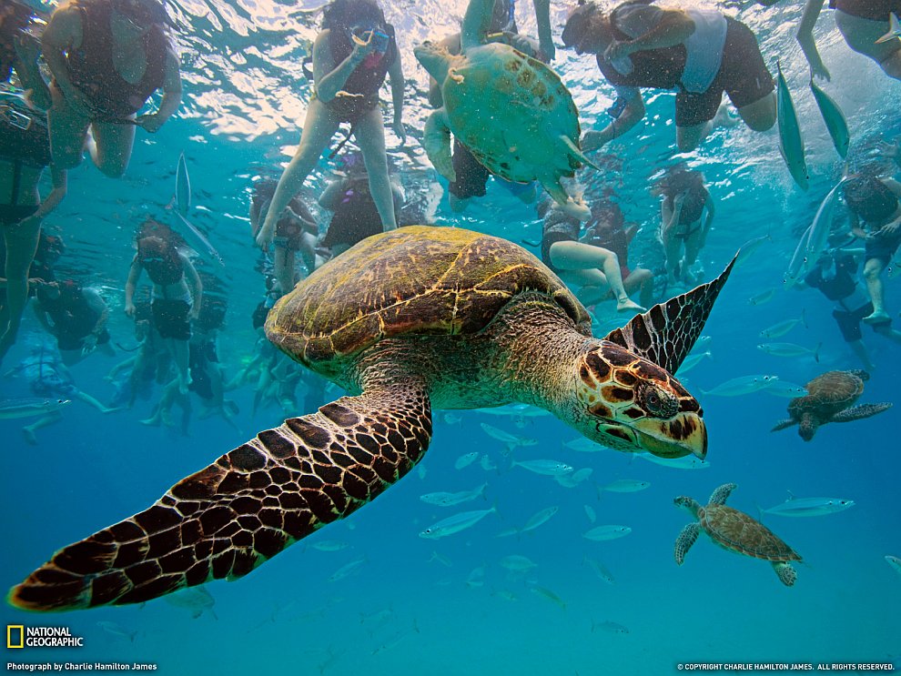 Бисса — вид морских черепах