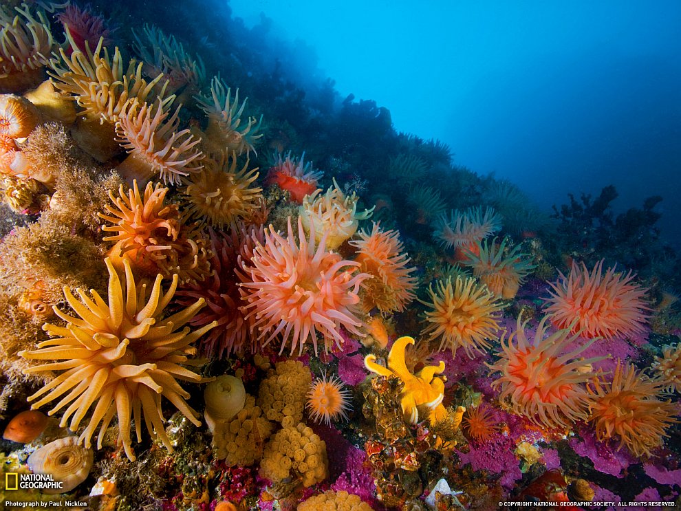 Анемоны и мягкие кораллы