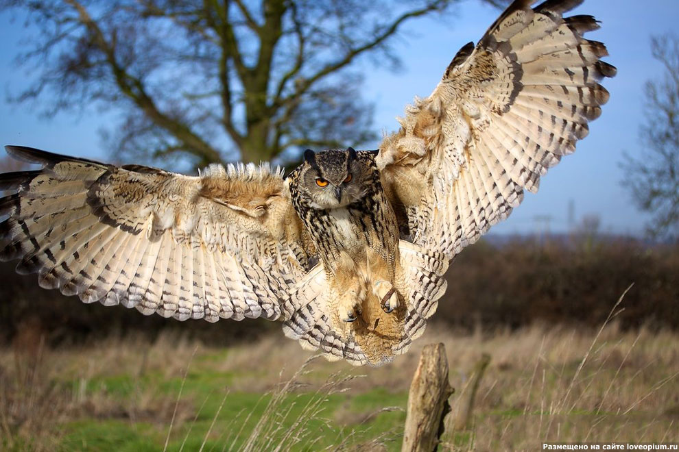 Филин (Bubo bubo) 