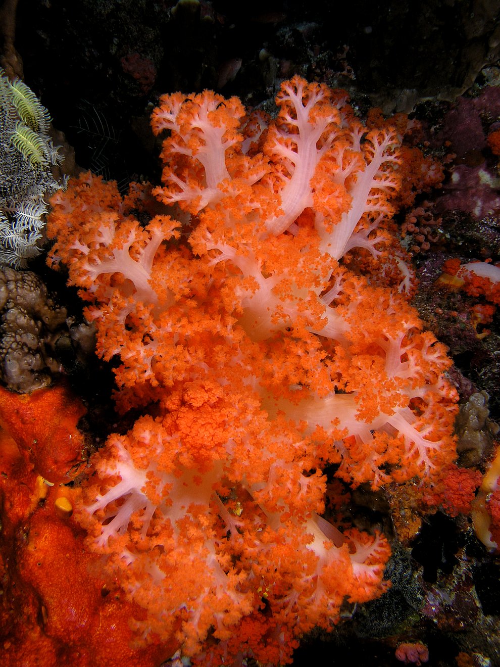 Мягкий коралл