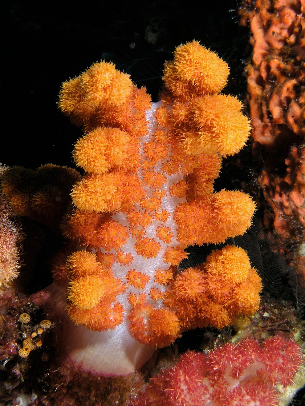 Кораллы 
