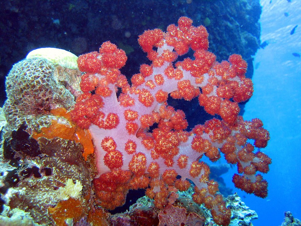 Коралловый риф: