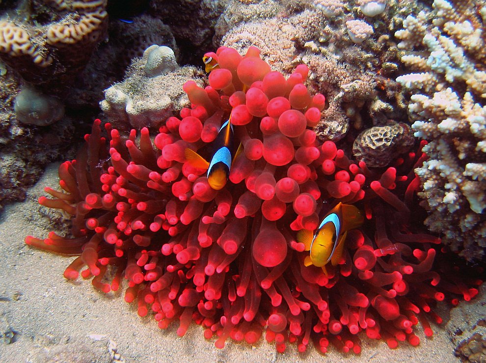 Мягкие кораллы 