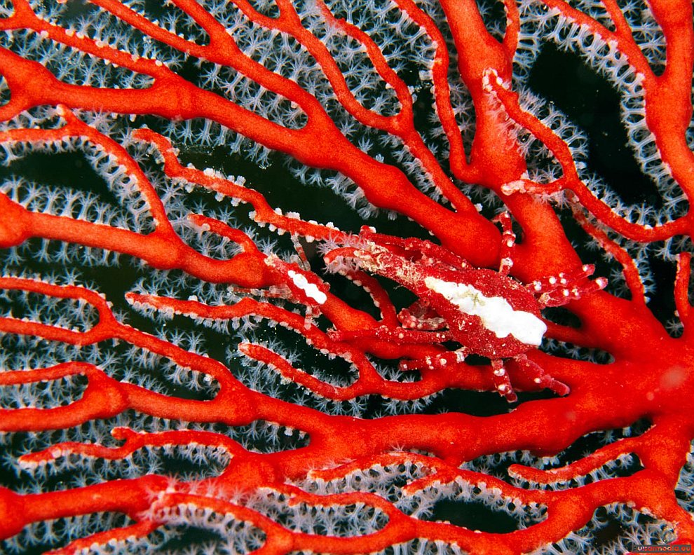 Красные кораллы-Горгонарии