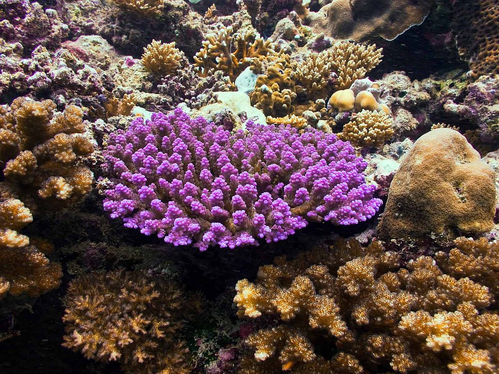 Коралл acropora tenuis
