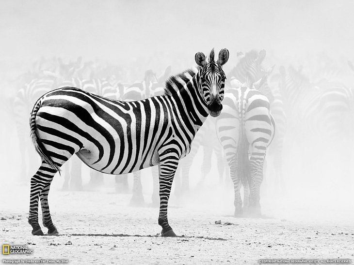 Зебры в Танзании