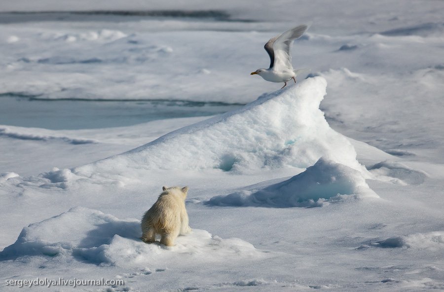 Белые медведи на Северном полюсе