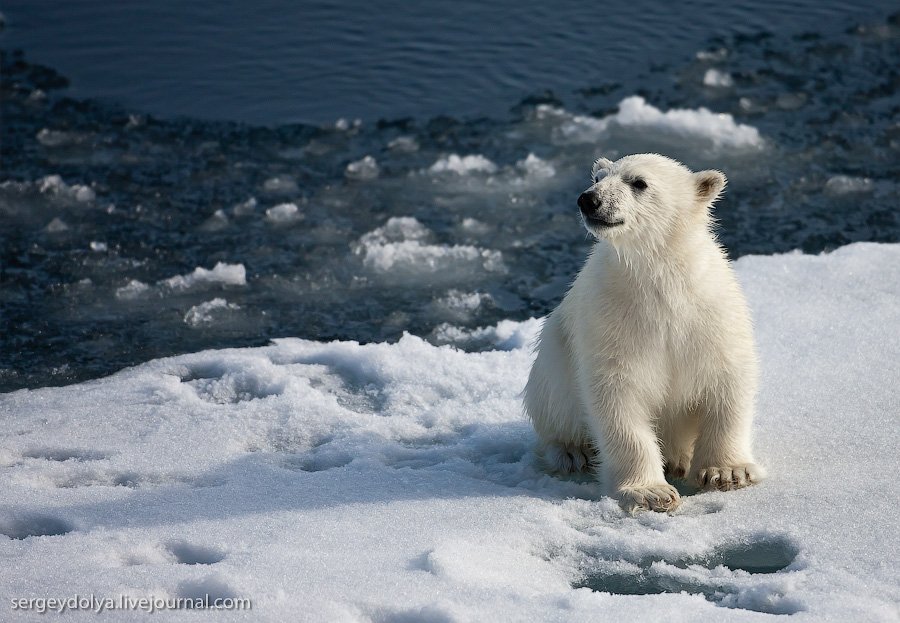 Белые медведи на Северном полюсе