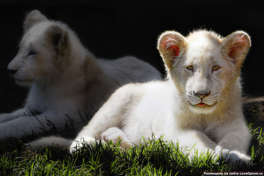 Белый львенок