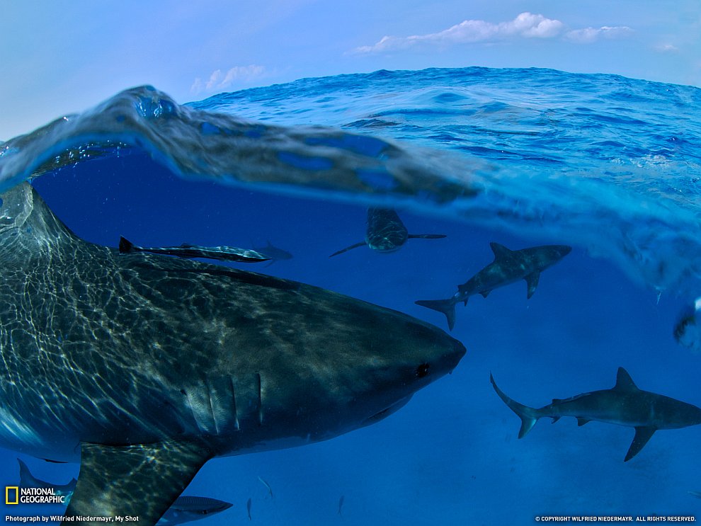 Акулы, Багамские острова
