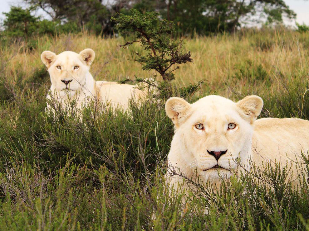 Белые львы, Южная Африка