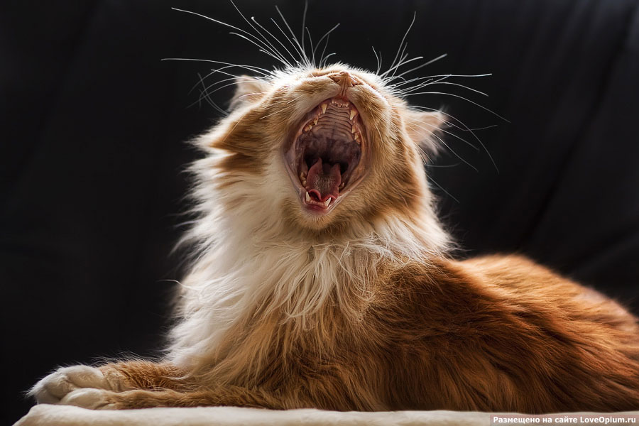Кот домашний Кот домашний