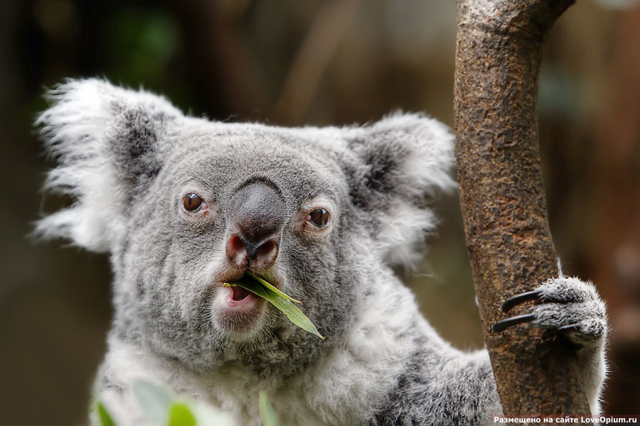 Коала Коала