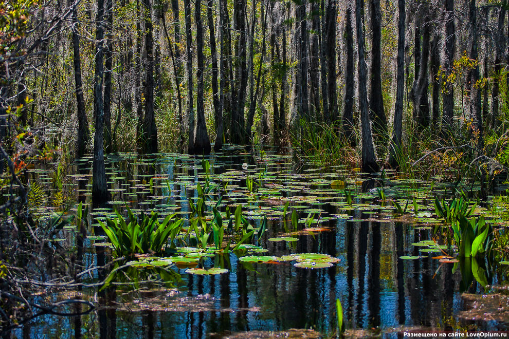 Таинственный лес