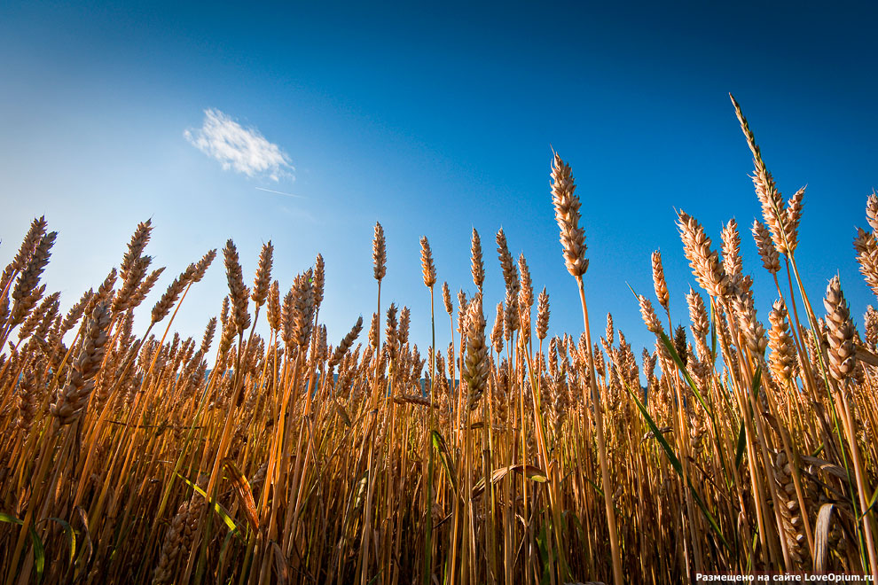 Пшеничное поле