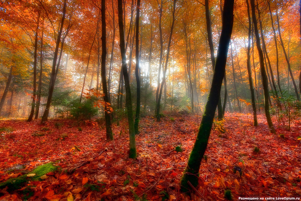 Осенний пейзаж
