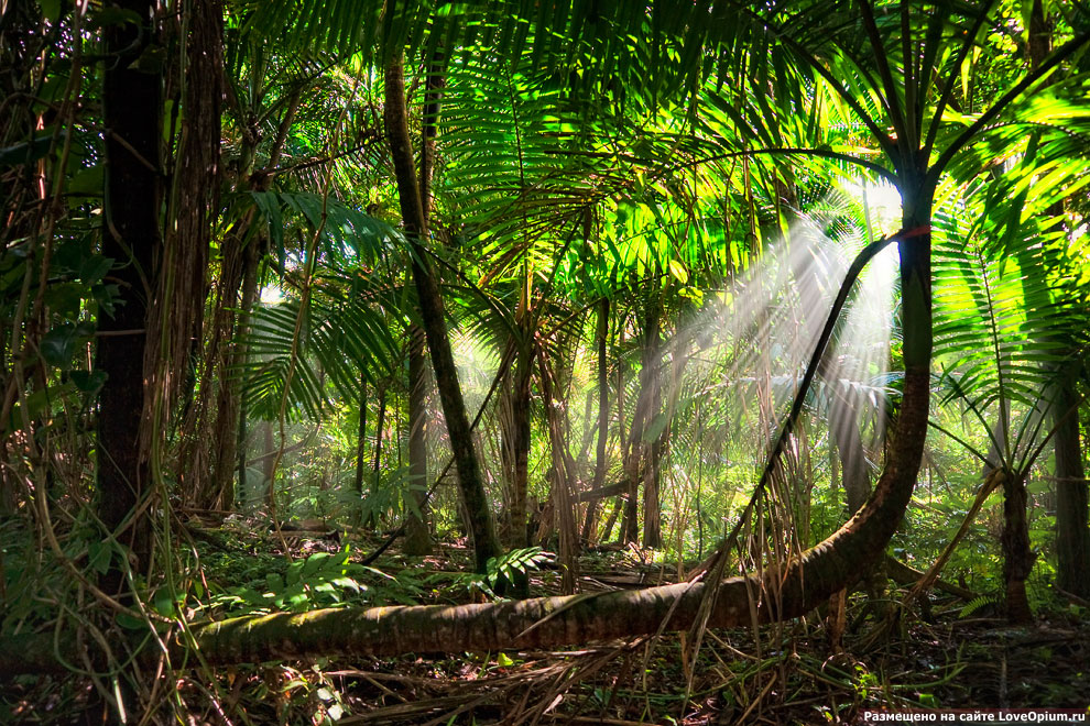 Тропический лес Эль-Юнке