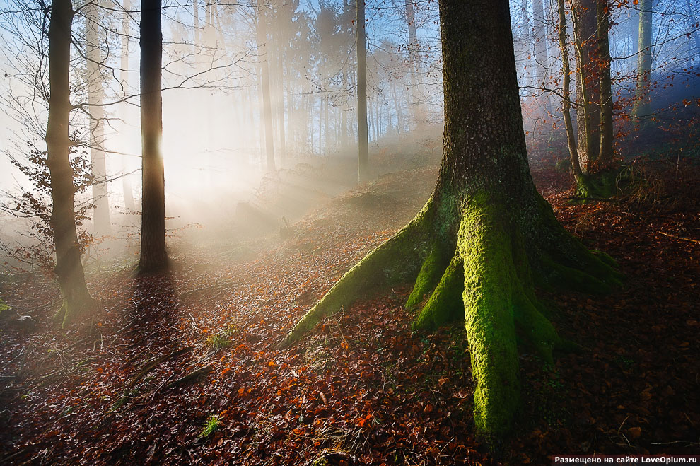 Волшебный лес