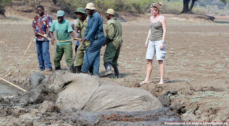 Спасение слонов в Замбии