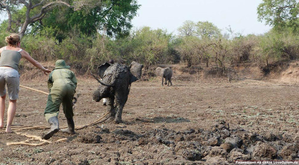 Спасение слонов в Замбии