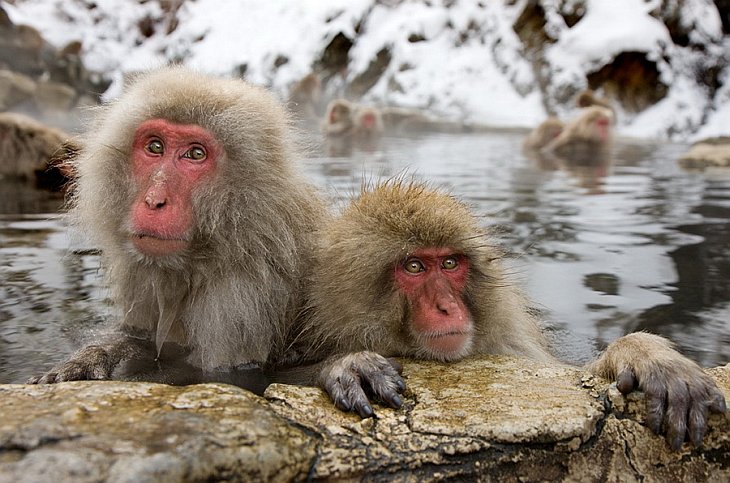Парк обезьян в «Адской долине»