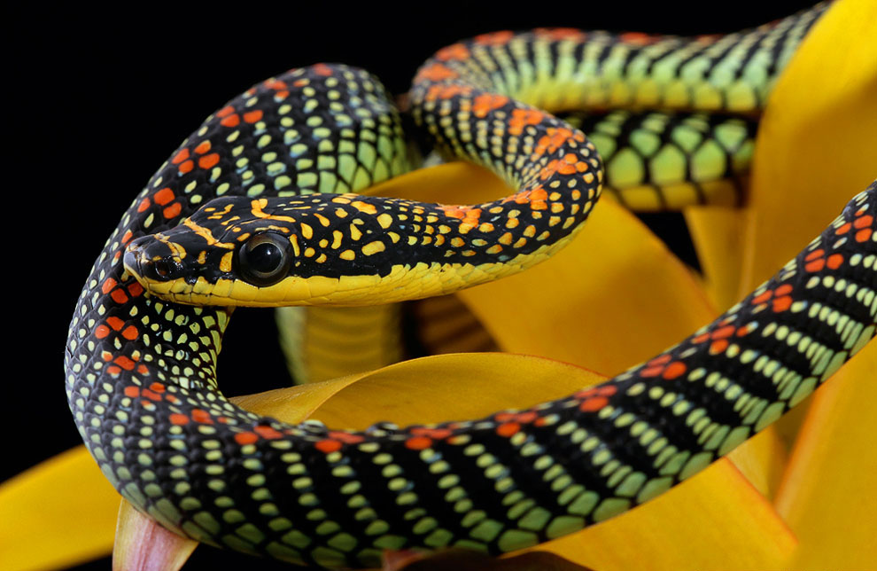 райская древесная змея (Chrysopelea paradisi)