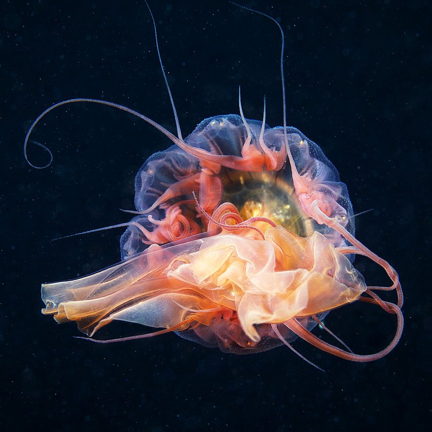 Медуза (цианея)